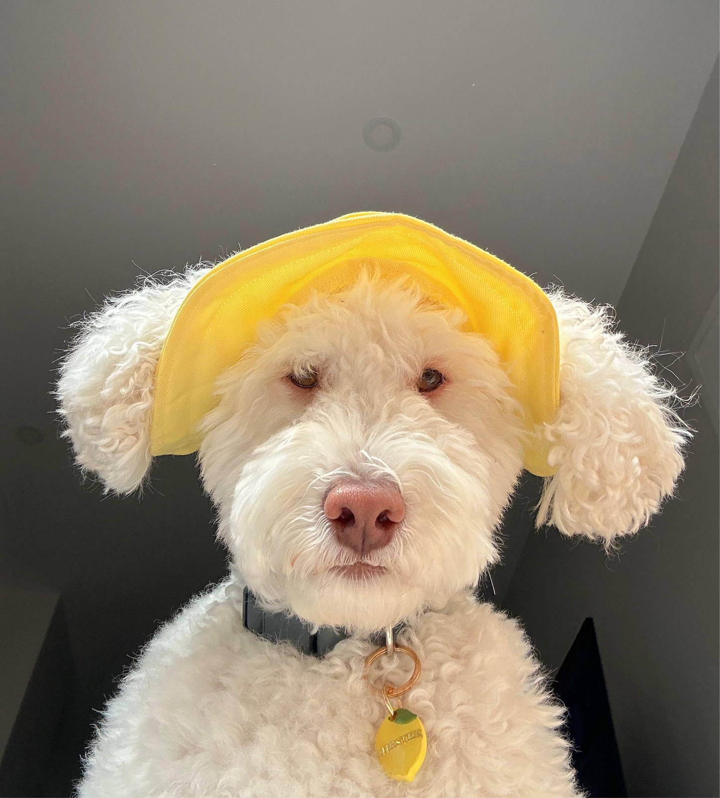 Hello Yellow Dog Bucket Hat