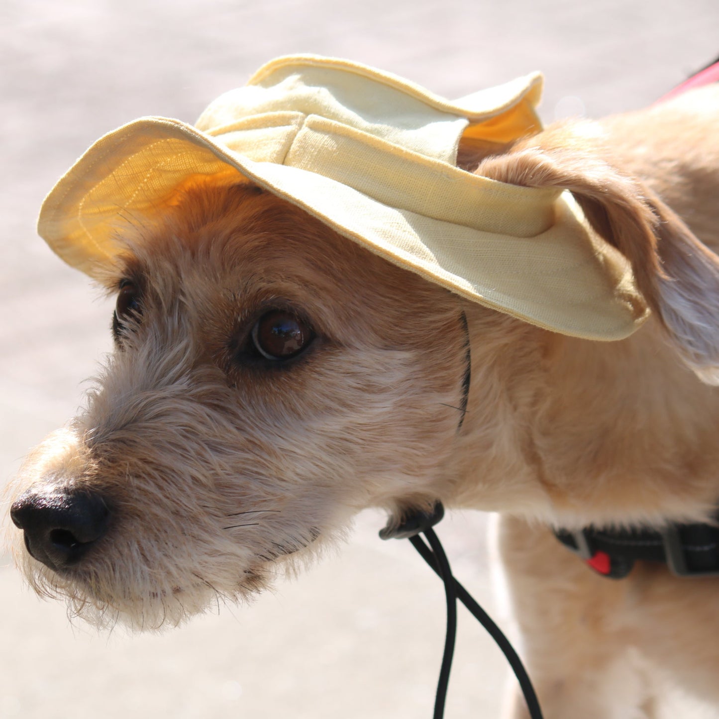 Linen Mellow Dog Bucket Hat