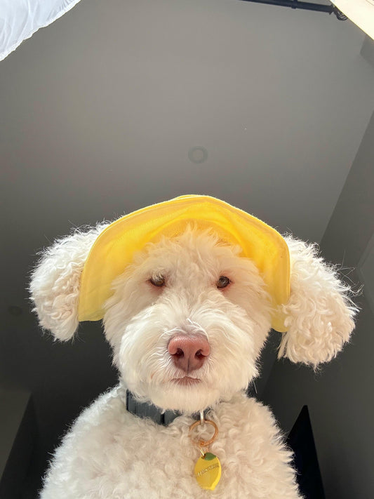 Hello Yellow Dog Bucket Hat