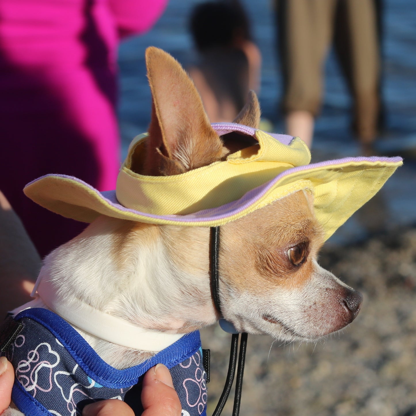 Sunlilac Dog Bucket Hat