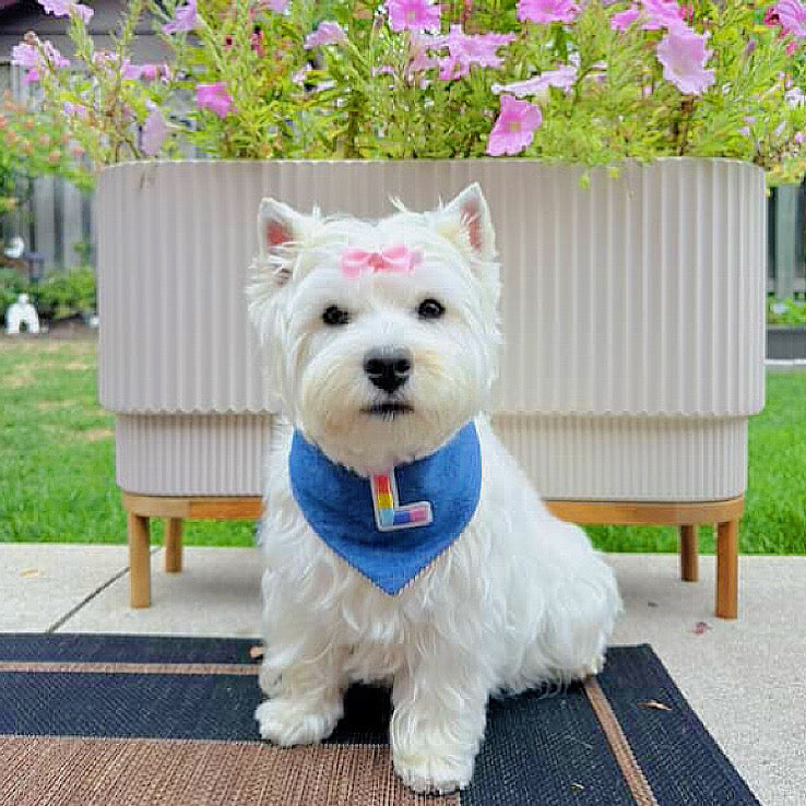 Pocket & Stitch Reversible handmade dog Bandana| Designer Dog Bandanna