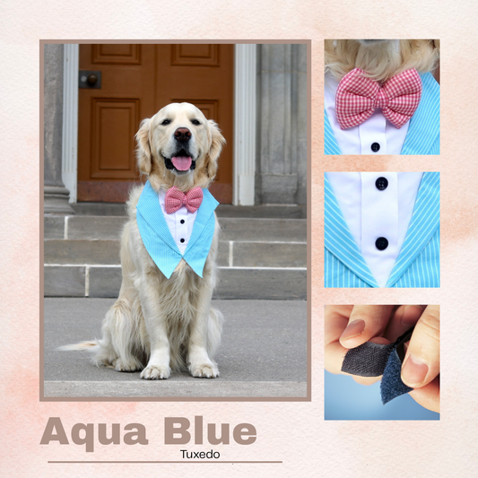 Aqua Blaze Tuxedos for pets