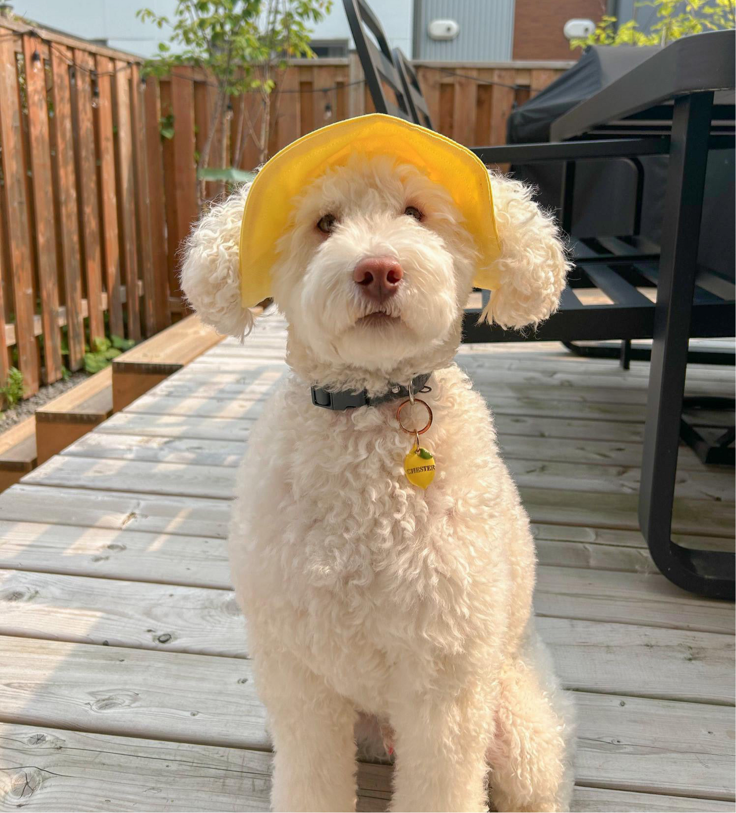 Hello Yellow Dog Bucket Hat