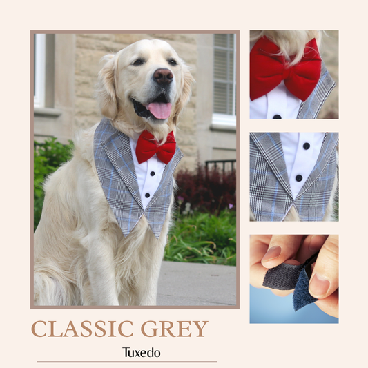 Classic Grey Tuxedos for pets