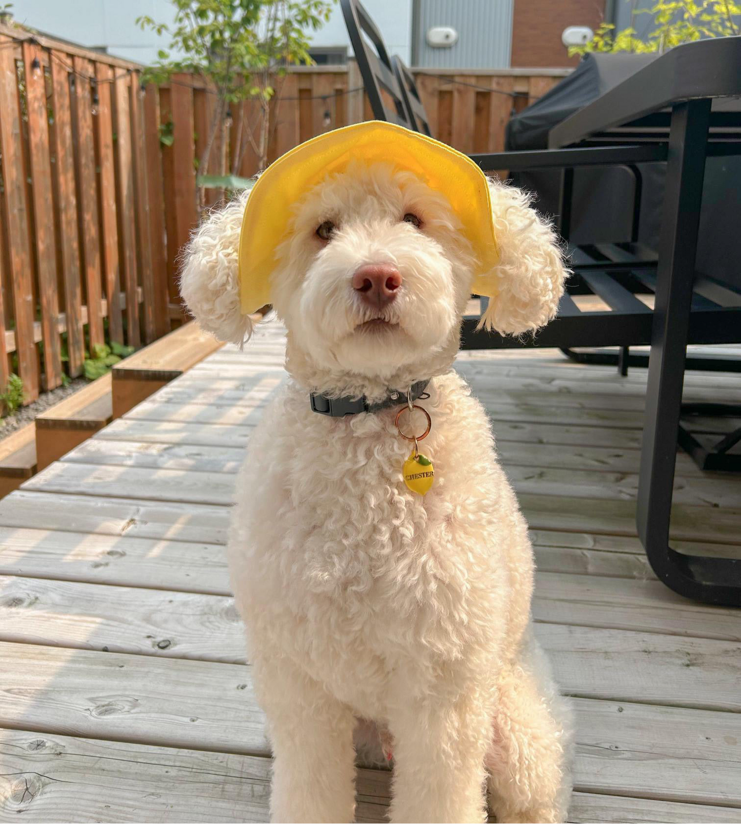Hello Yellow Dog Bucket Hat