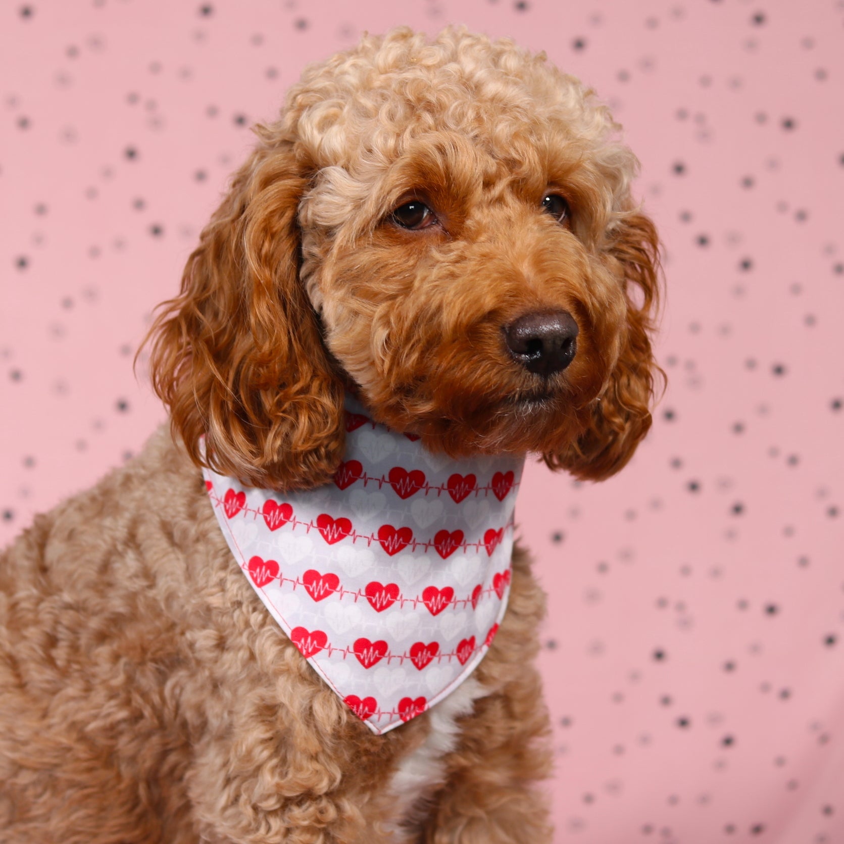Oh My Heart reversible Snap On Bandana for your pet with matching scrunchie| Valentine’s Day Bandana