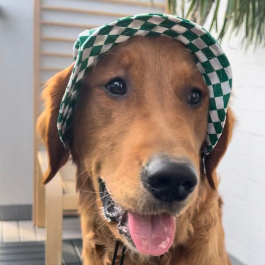 Emerald Checkered Dog Bucket Hat