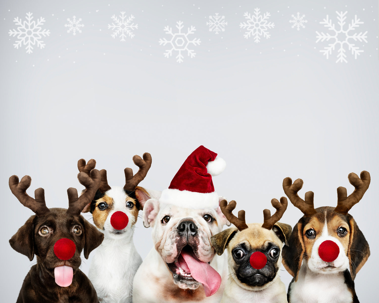 Holiday Collection