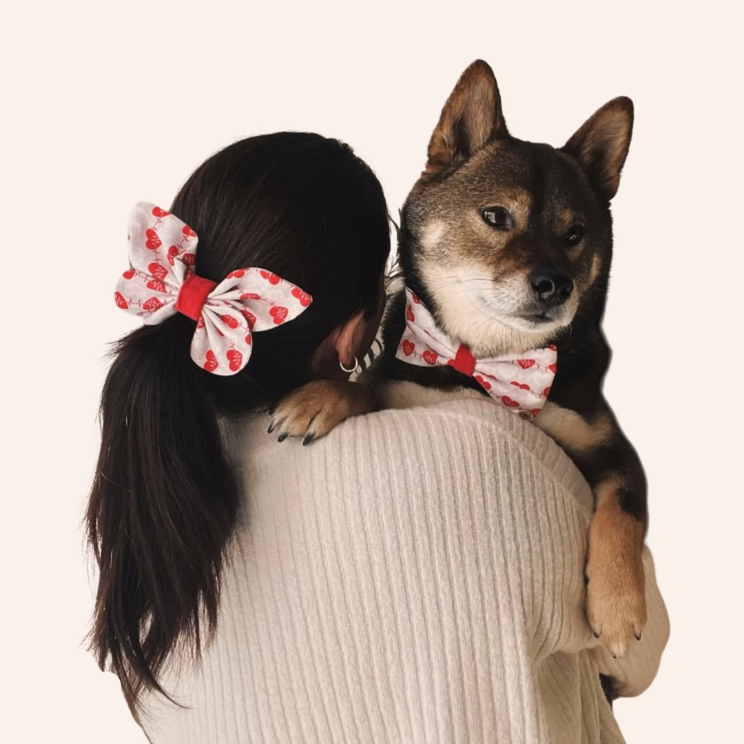 Pawrent Accessories