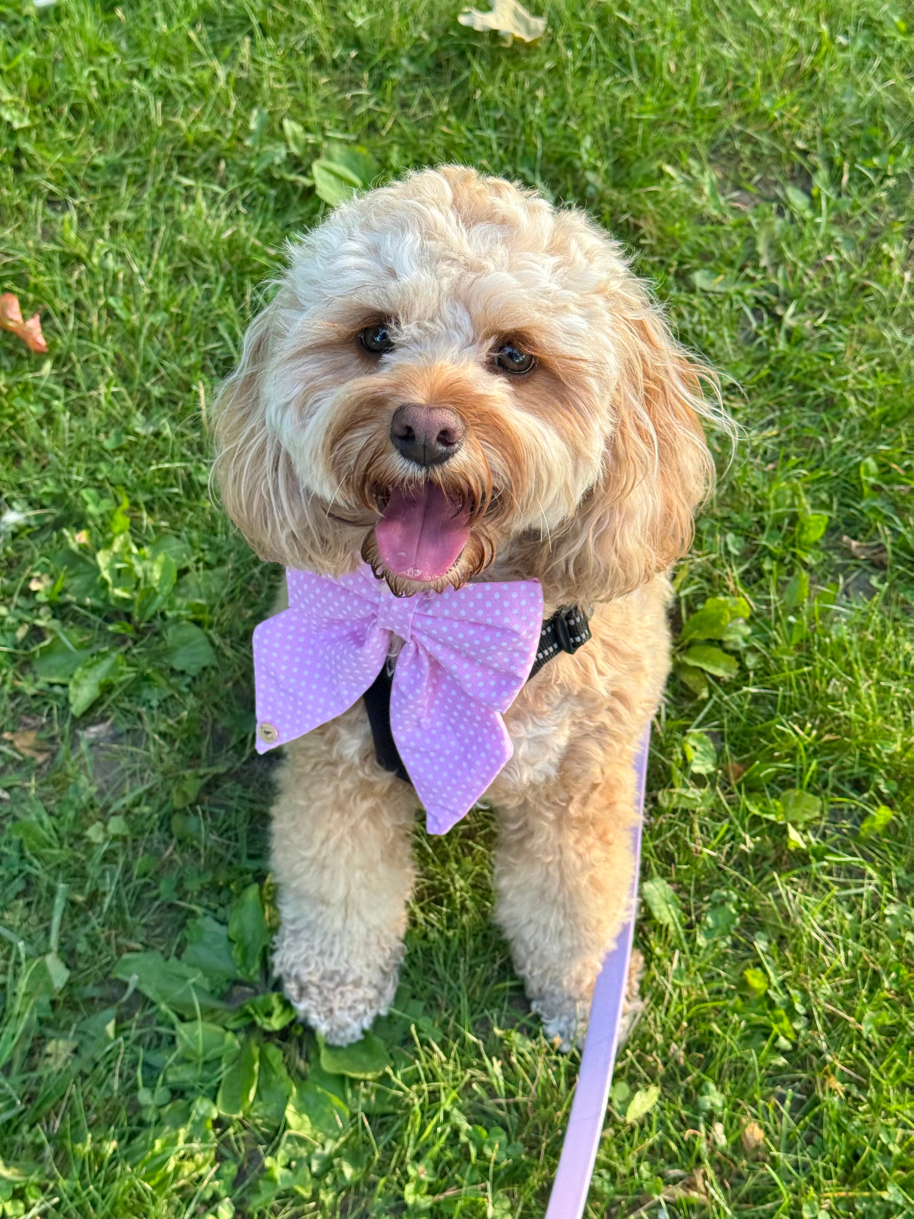 Pink Polkadot SailorBow for Pets