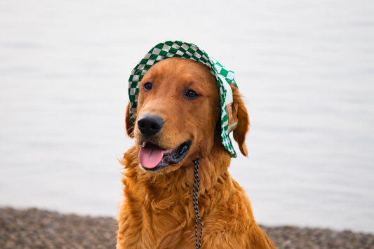 Emerald Checkered Dog Bucket Hat