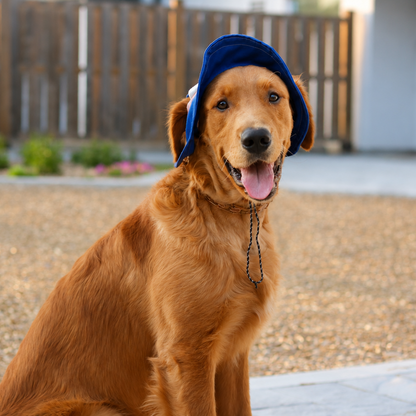 Bob pour chien Bubble Skye