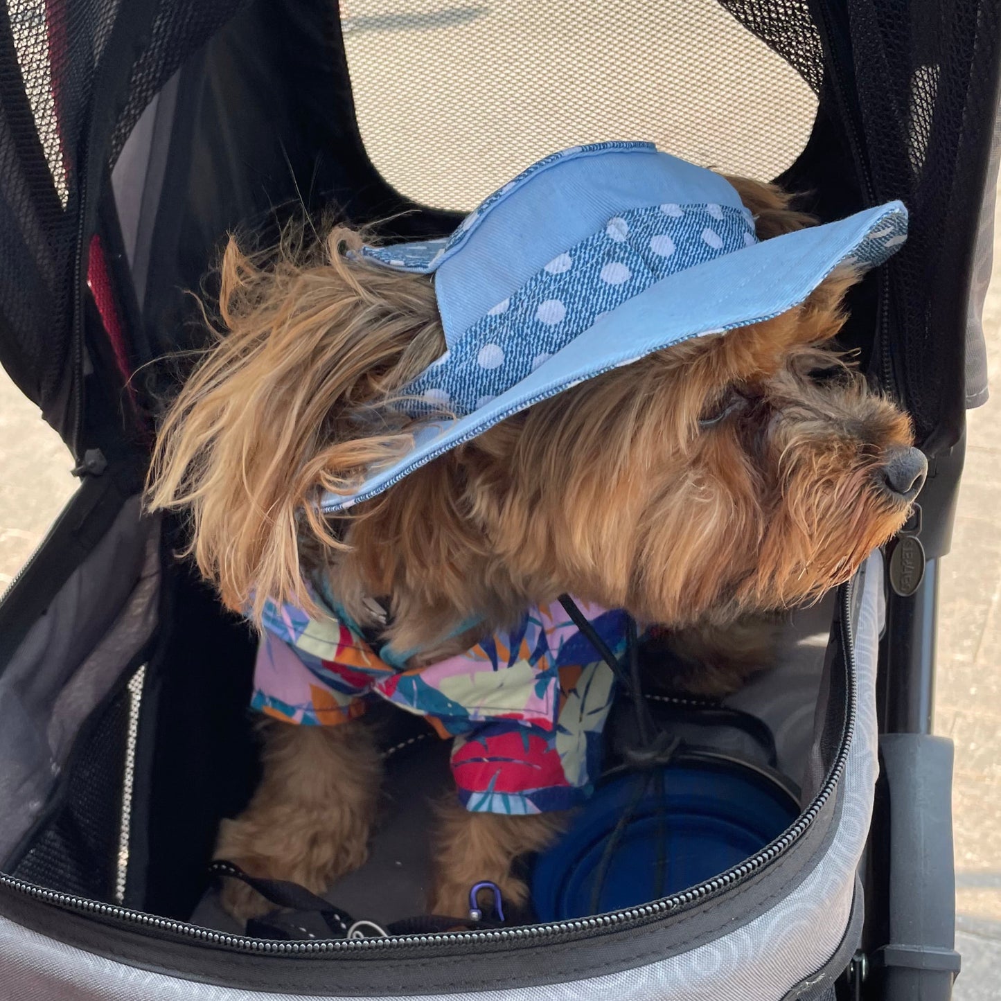 Bob pour chien Millie Jean
