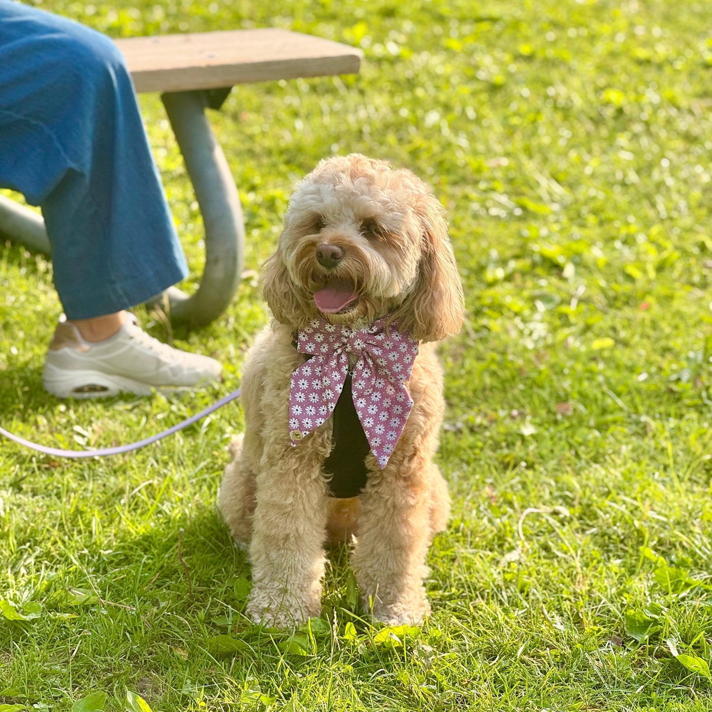 Rosy Romp Sailor bow for Pets