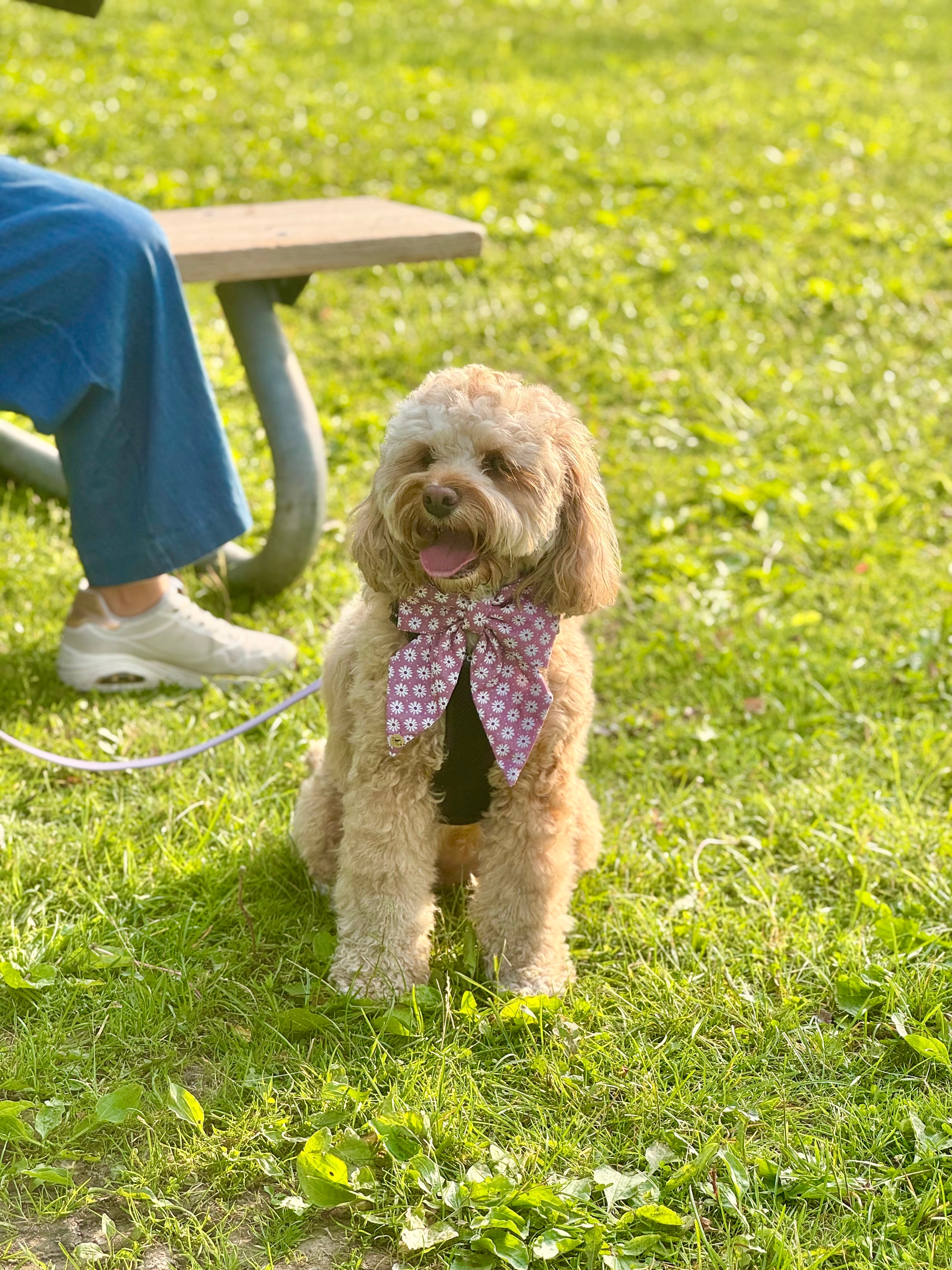 Rosy Romp Sailor bow for Pets