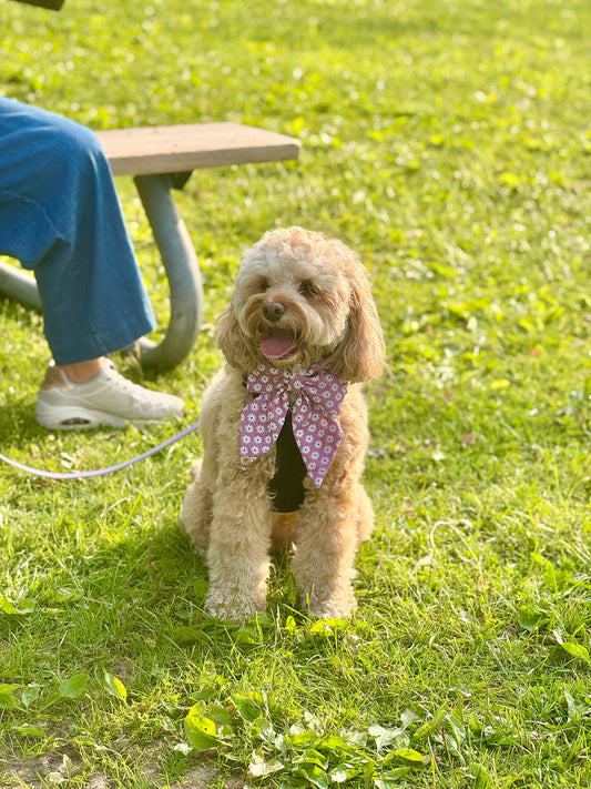 Rosy Romp Sailor bow for Pets