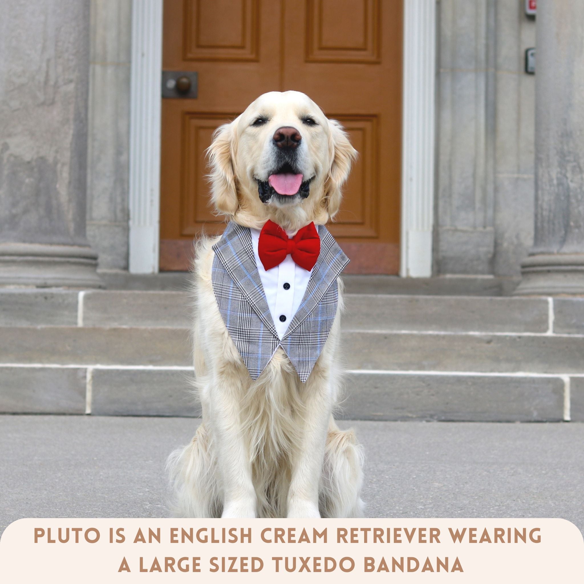 Classic Grey Tuxedos for pets