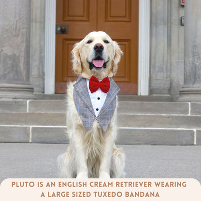 Classic Grey Tuxedos for pets