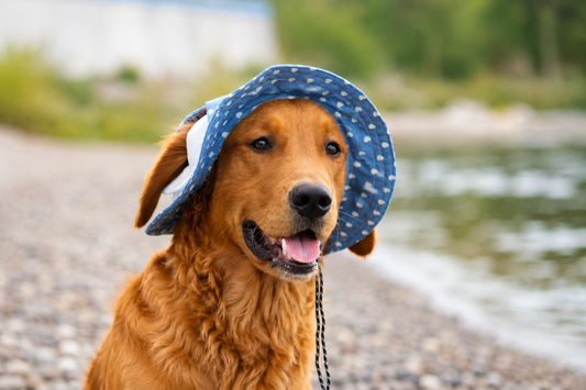 Sweetheart Dog Bucket Hat
