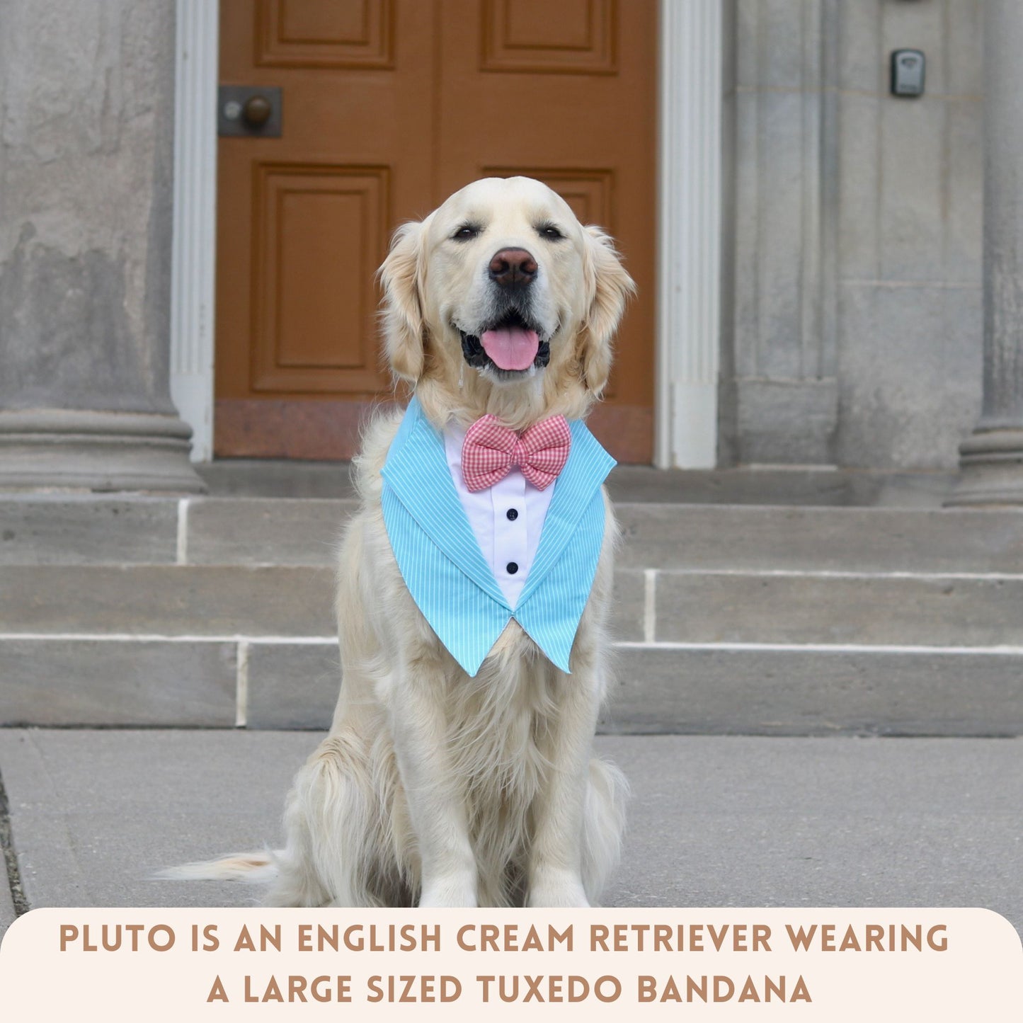 Aqua Blaze Tuxedos for pets