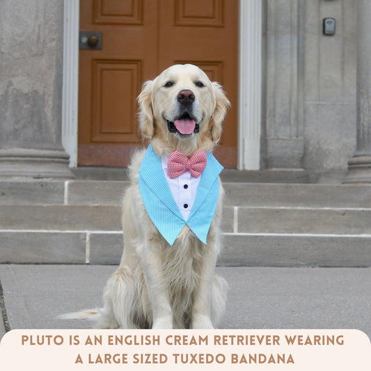 Aqua Blaze Tuxedos for pets