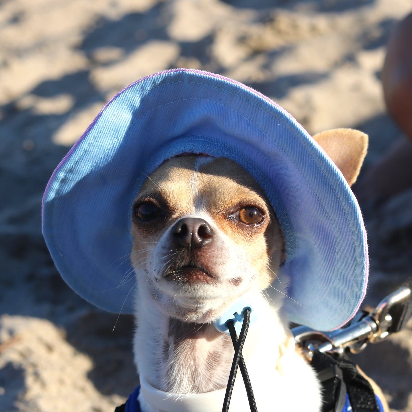 Bubble Skye Dog Bucket Hat