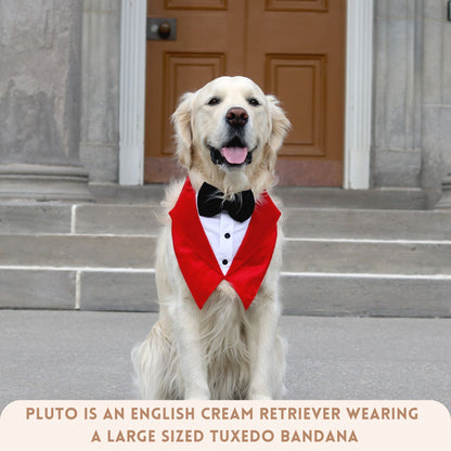 The Valentino Tuxedos for pets
