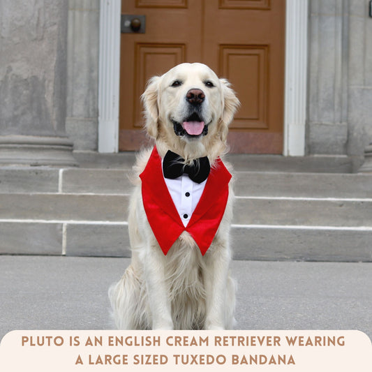 The Valentino Tuxedos for pets