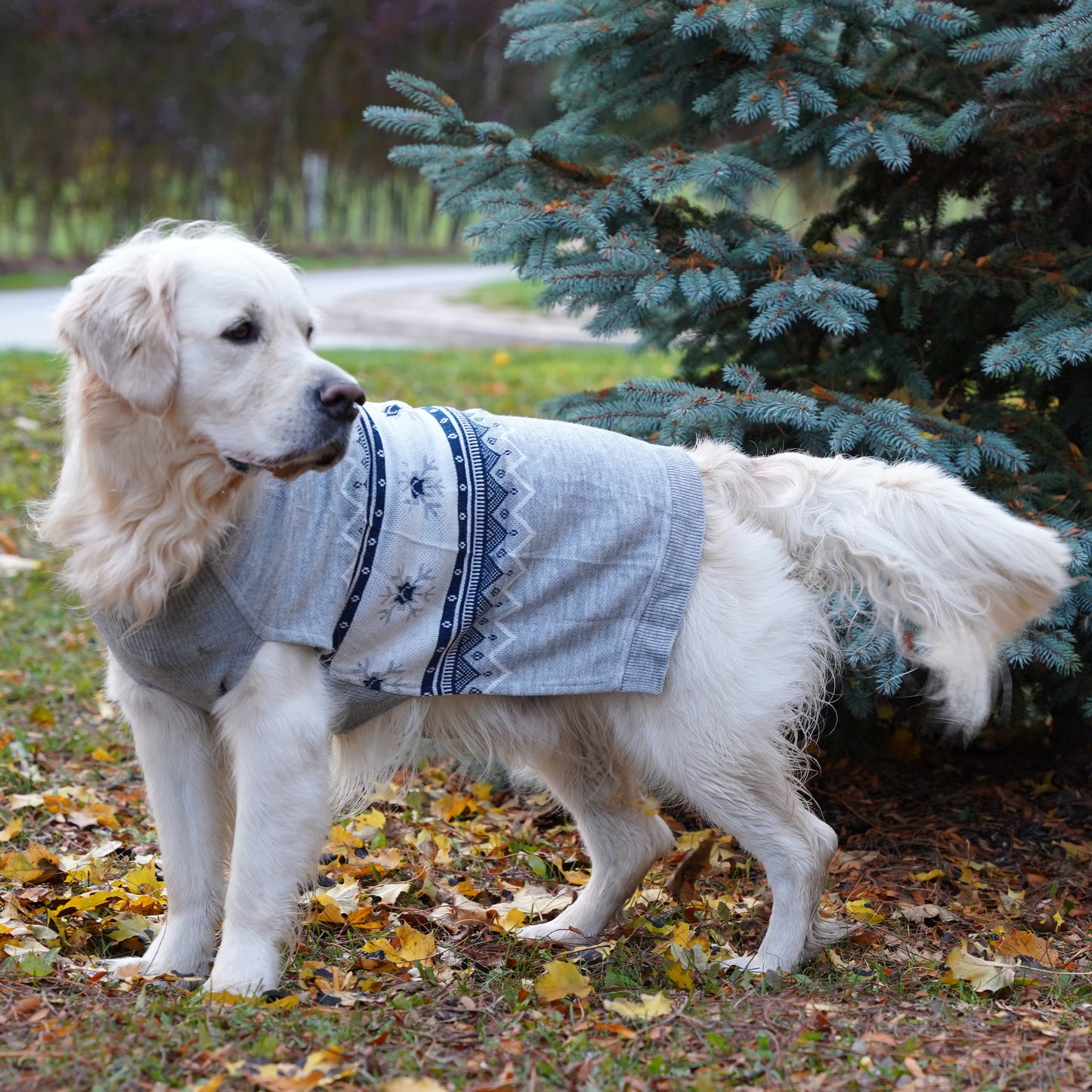 Matching Christmas Sweaters for Dog and Human- Polar Paws