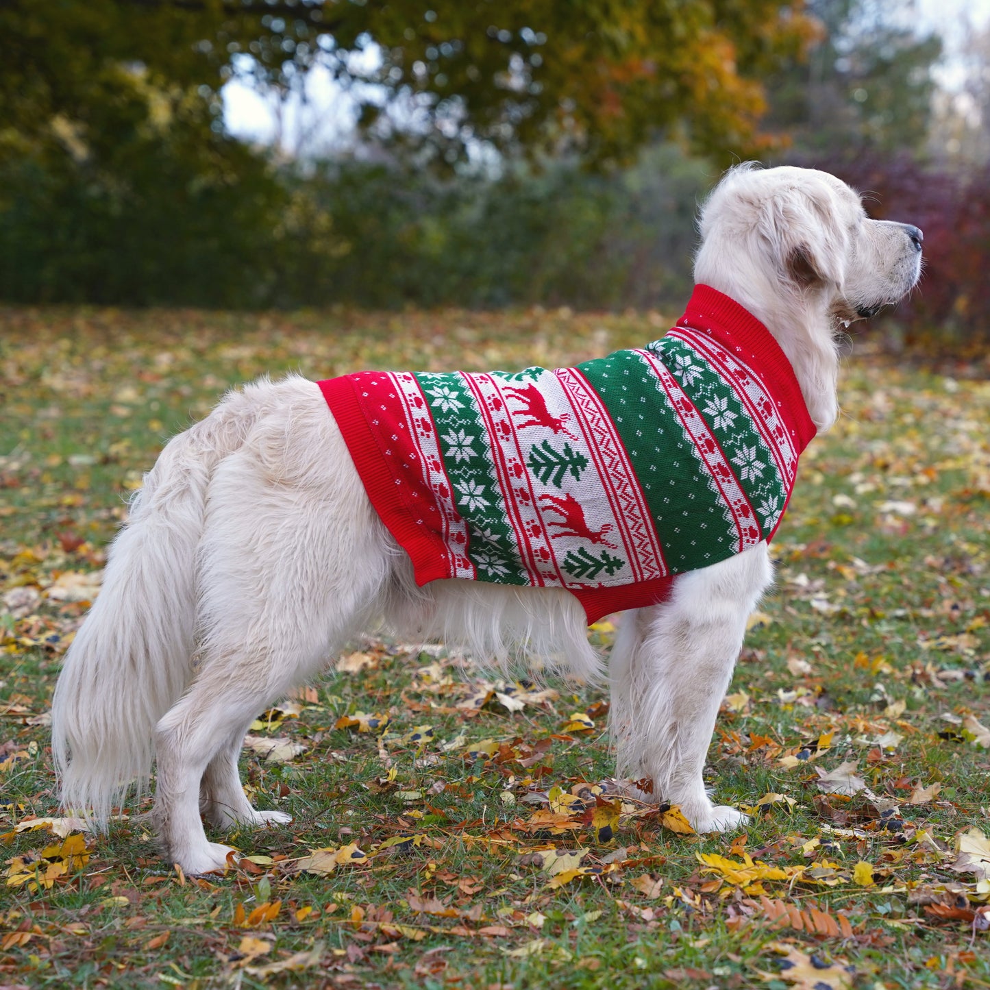 Matching Christmas Sweaters for Dog and Human - Jolly Paws