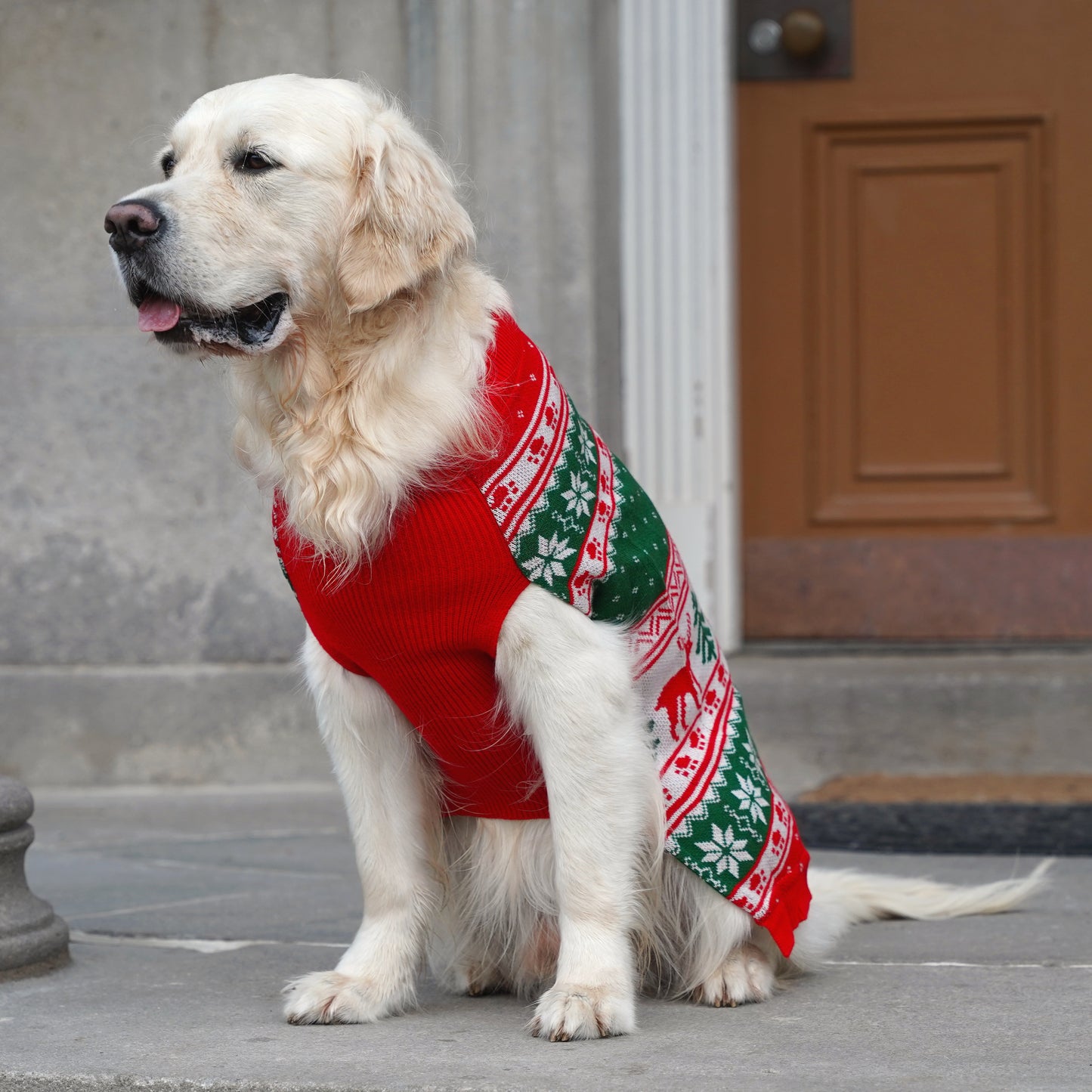 Matching Christmas Sweaters for Dog and Human - Jolly Paws