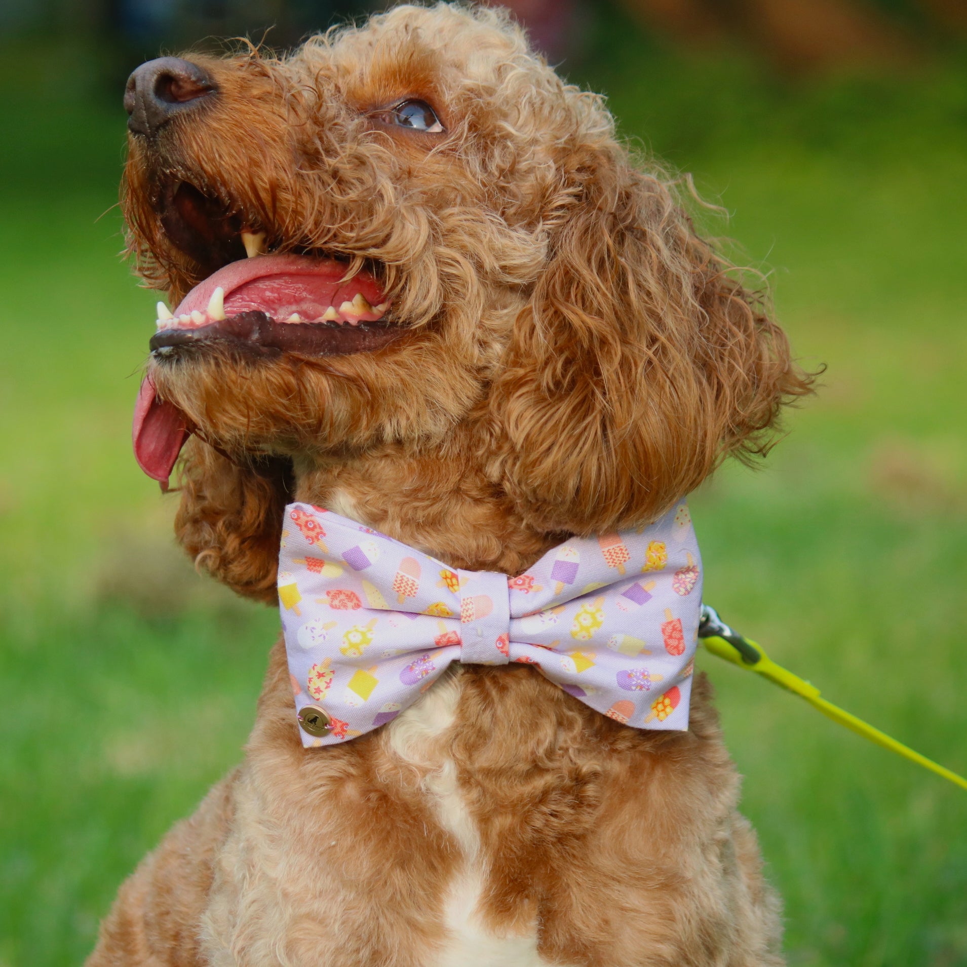 Popsicle  Bow tie for pets