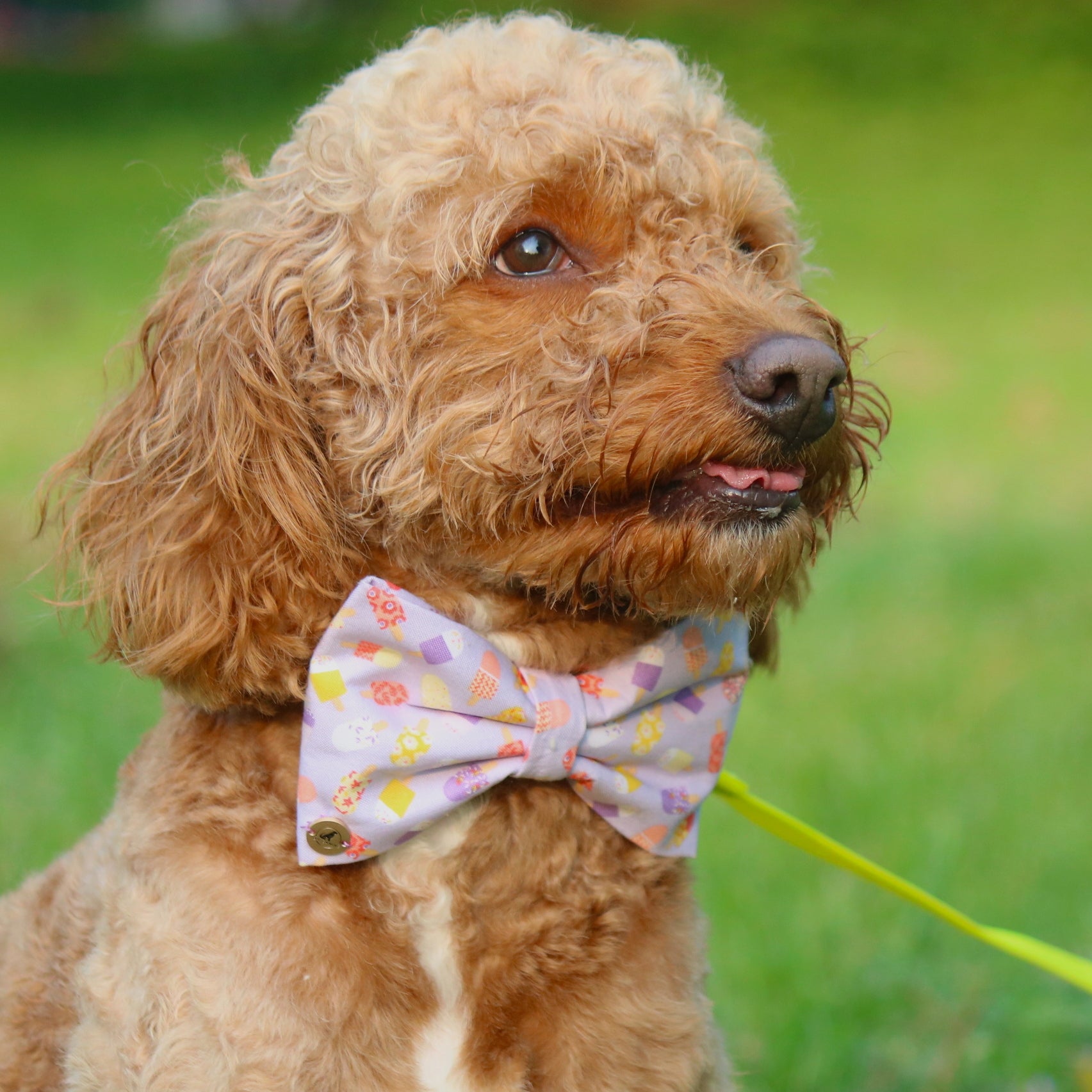Popsicle  Bow tie for pets