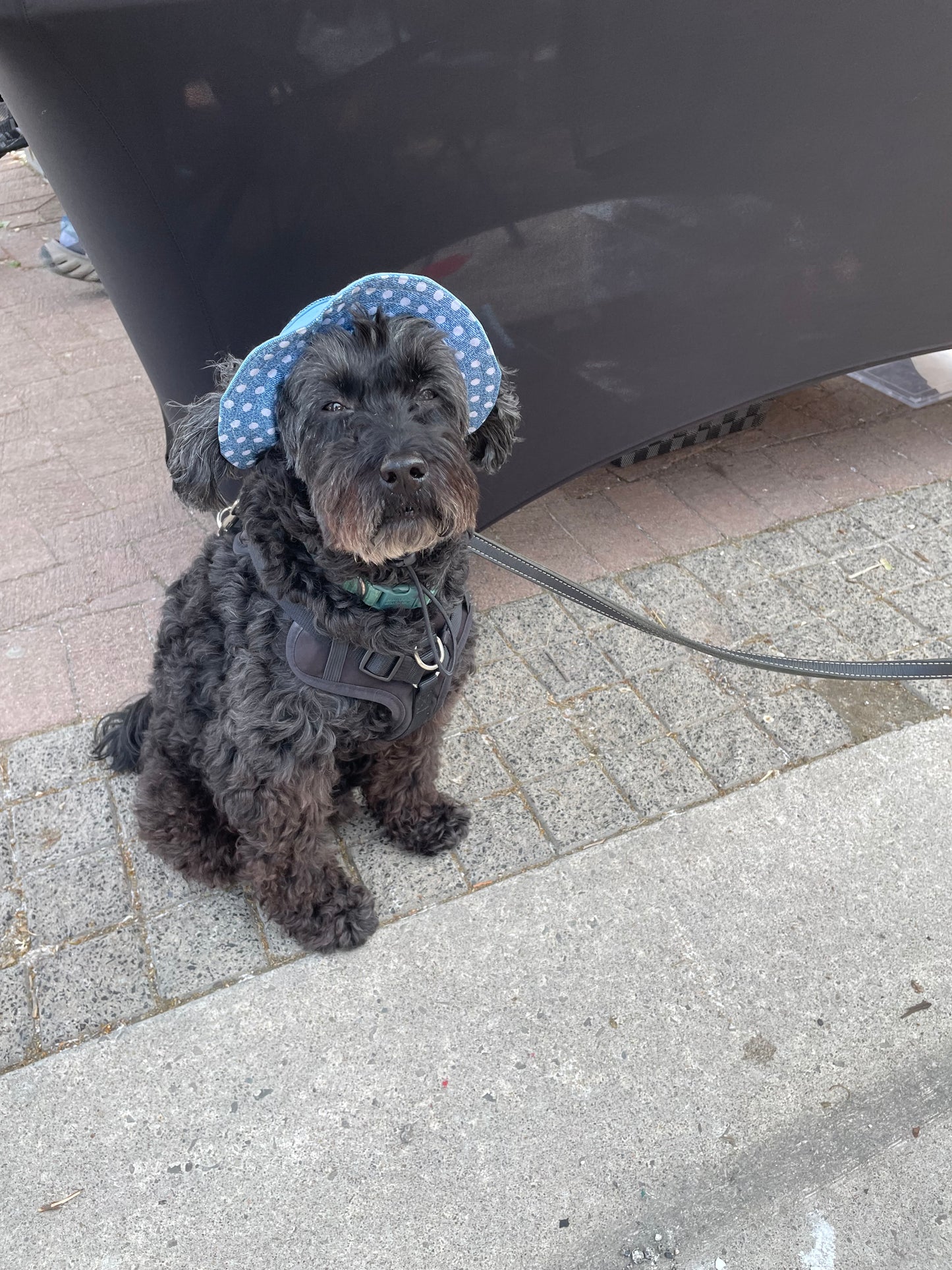 Bob pour chien Millie Jean