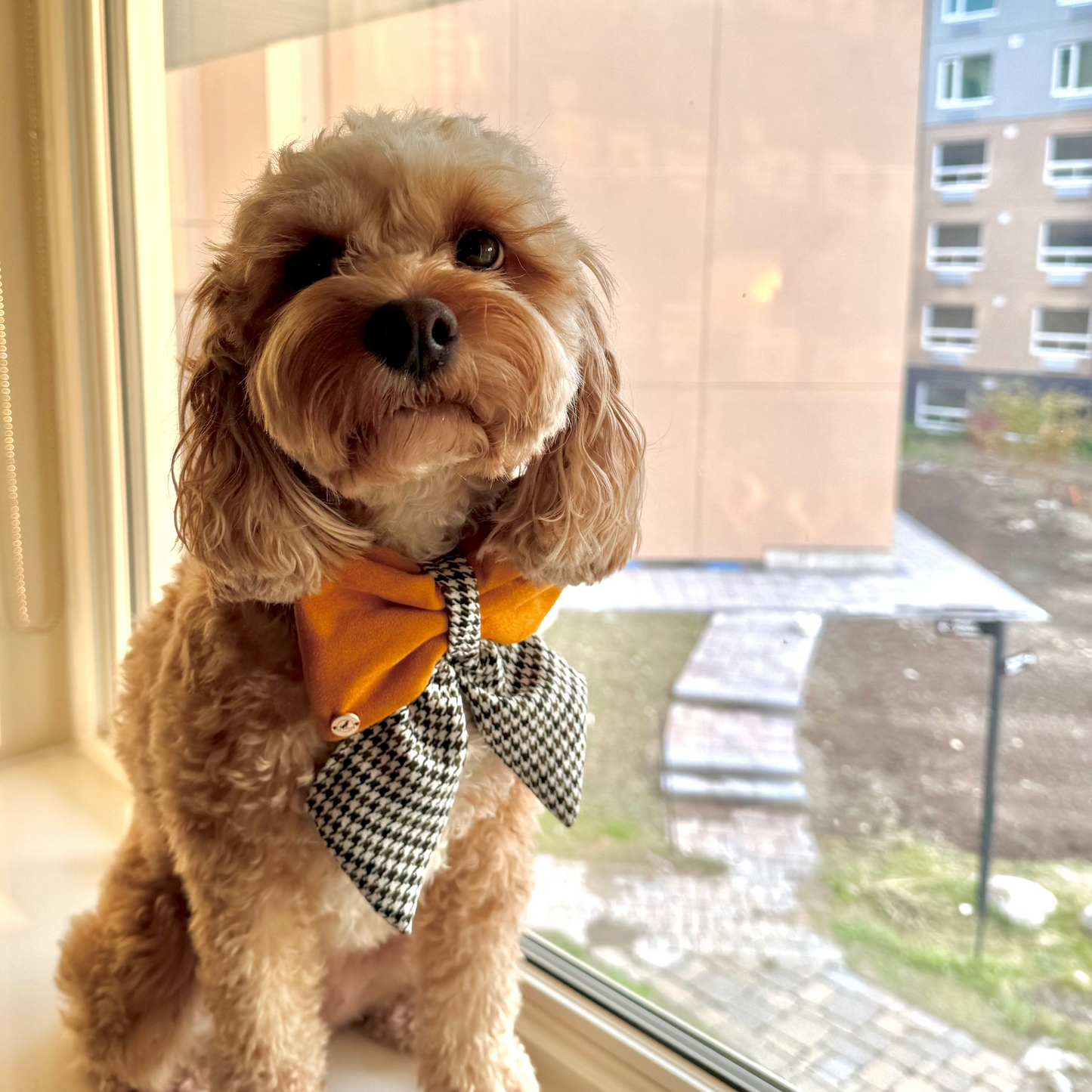 Uptown Suede Handmade Sailor bow for your pets