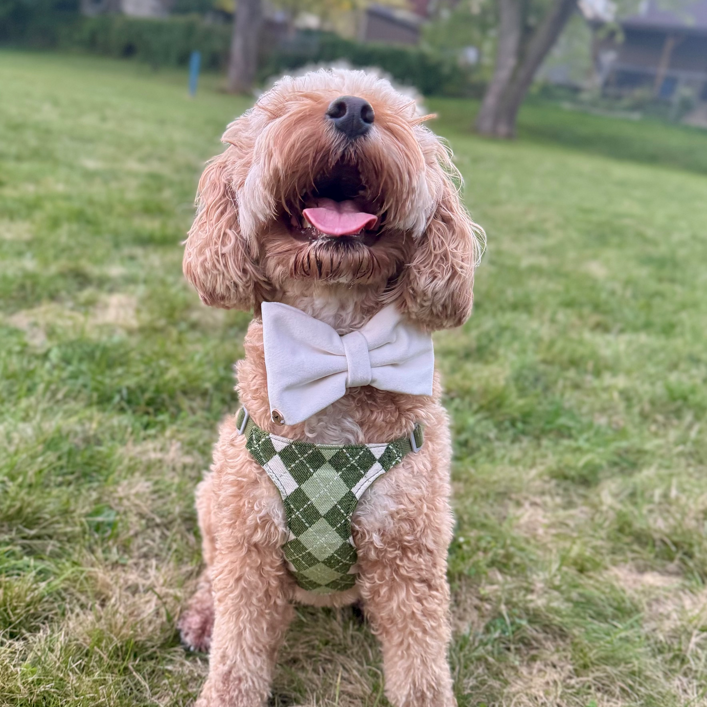 Alpine Mist Handmade Dog collar Bowtie