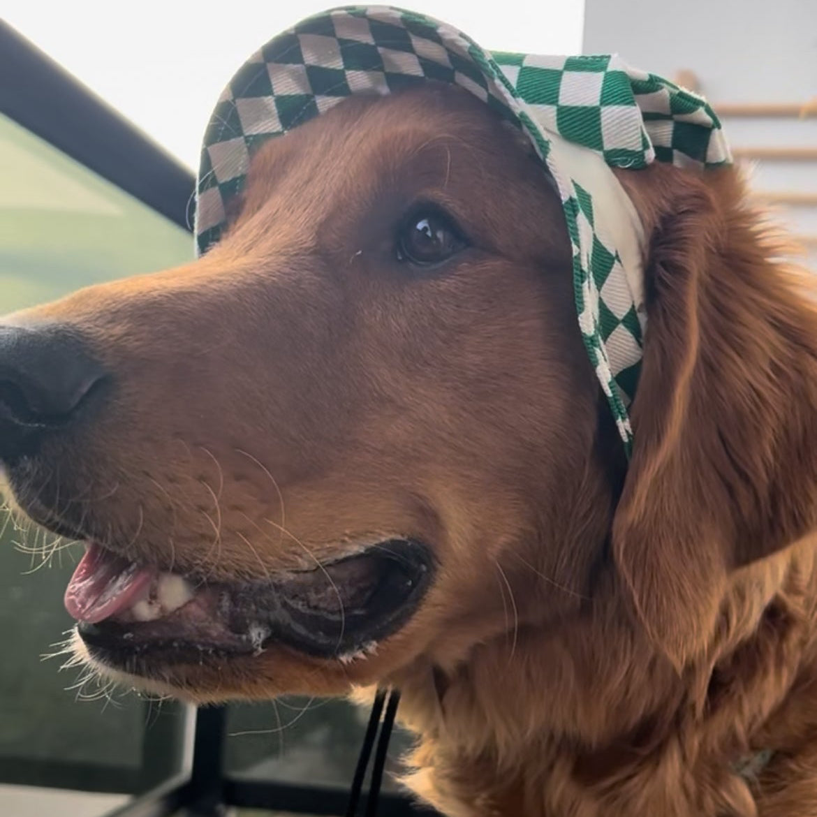 Emerald Checkered Dog Bucket Hat| Sun Protection Dog hat