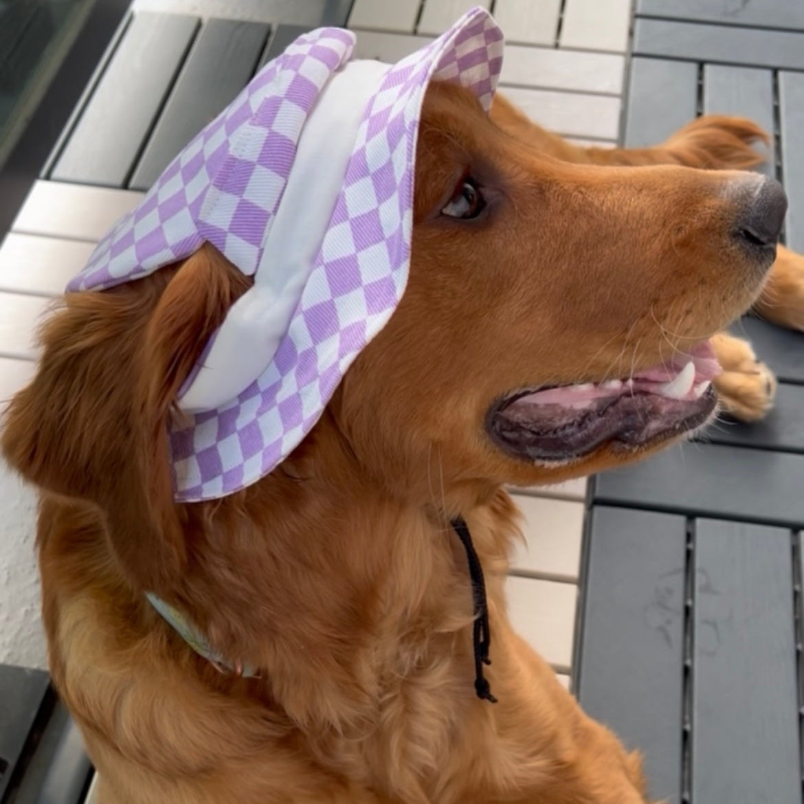 Lavender Cove Dog Bucket Hat