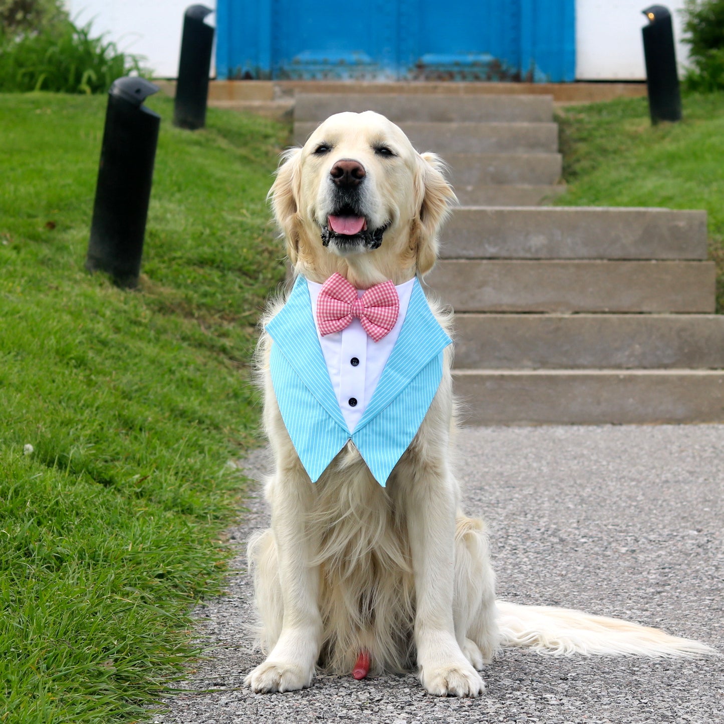 Aqua Blaze Blue Dog Tuxedo Bandana