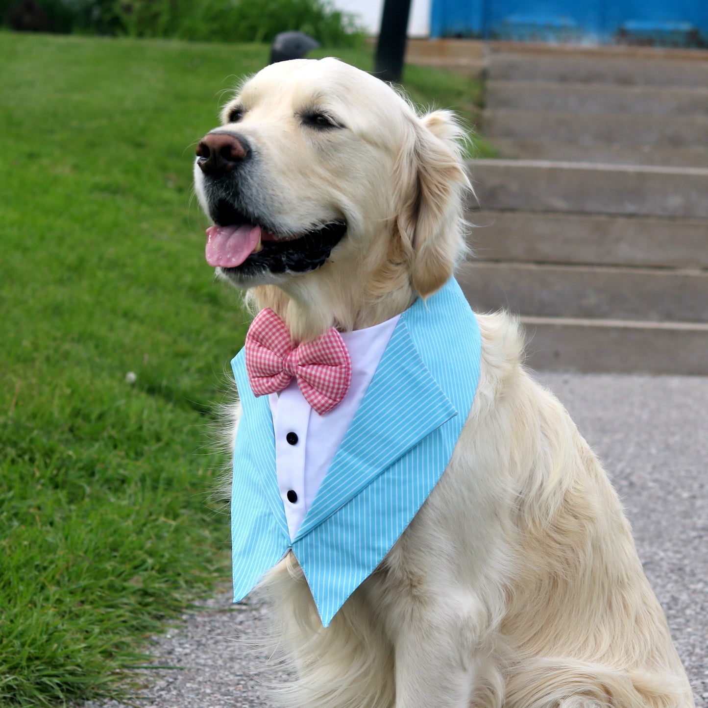 Aqua Blaze Blue Dog Tuxedo Bandana