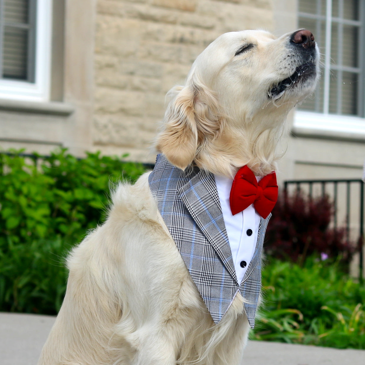Classic Grey Dog Tuxedo Bandana