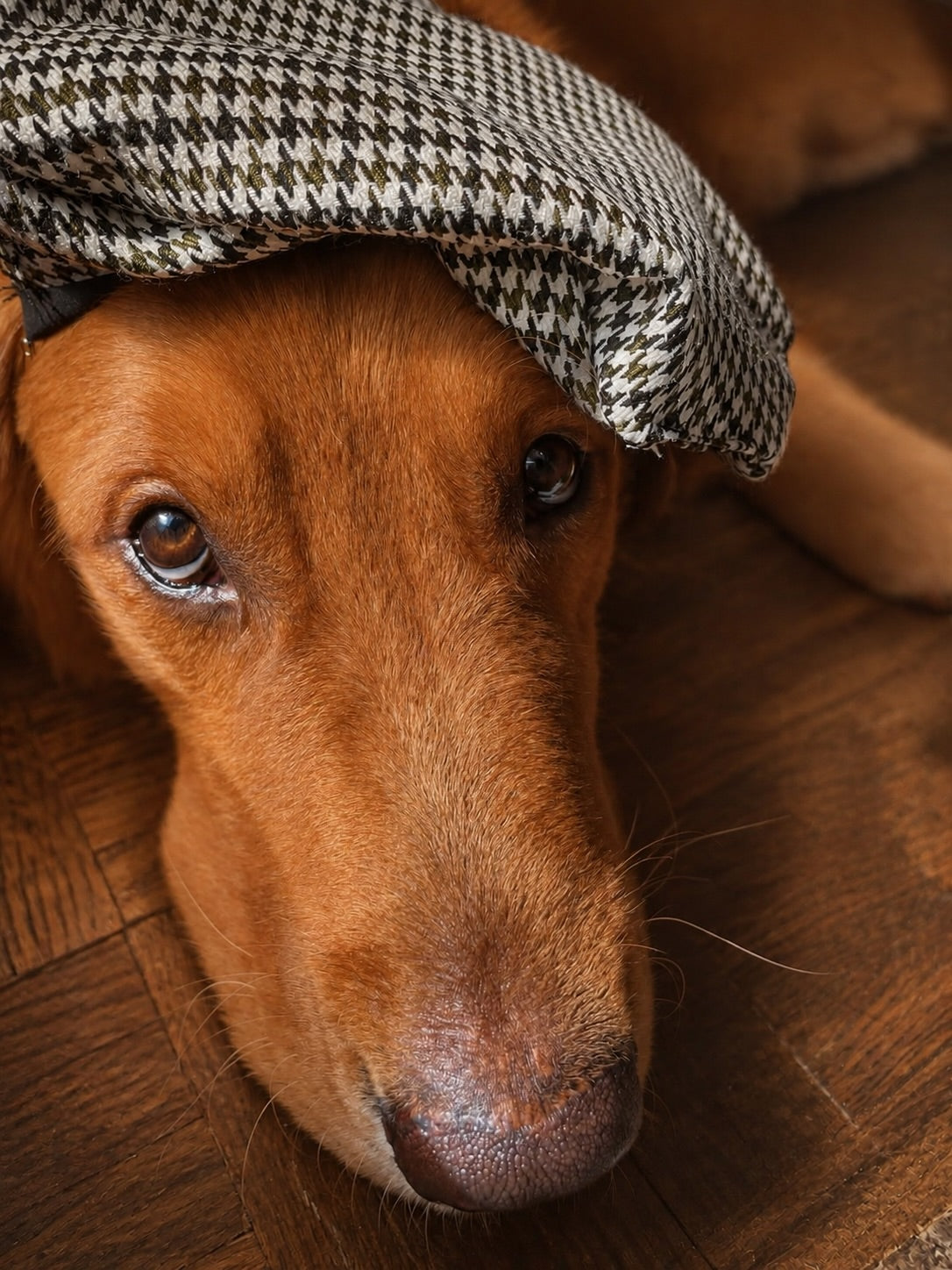 Houndstooth Dog Beret and bowtie set