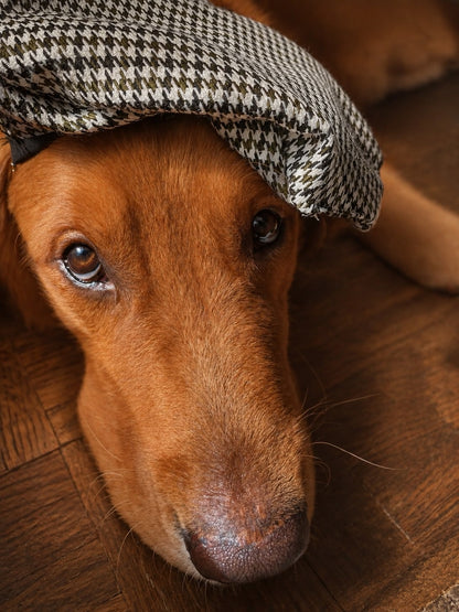 Houndstooth Dog Beret and bowtie set