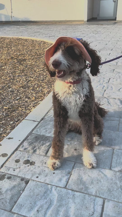 Bob pour chien Bubble Skye