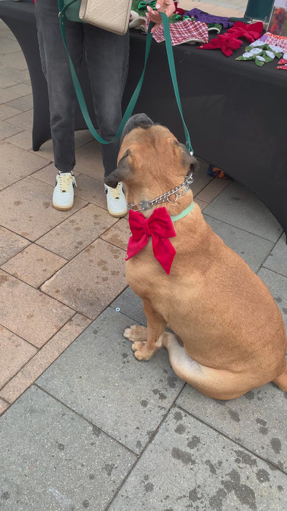 Christmas Red velvet Handmade Sailor bowtie for your pets