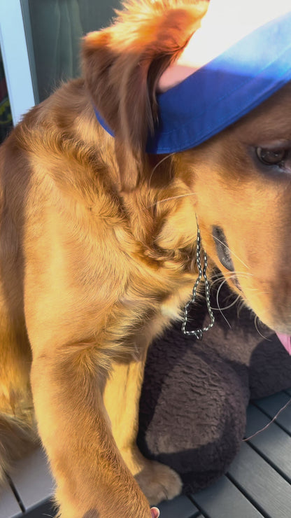 Bob pour chien Bubble Skye