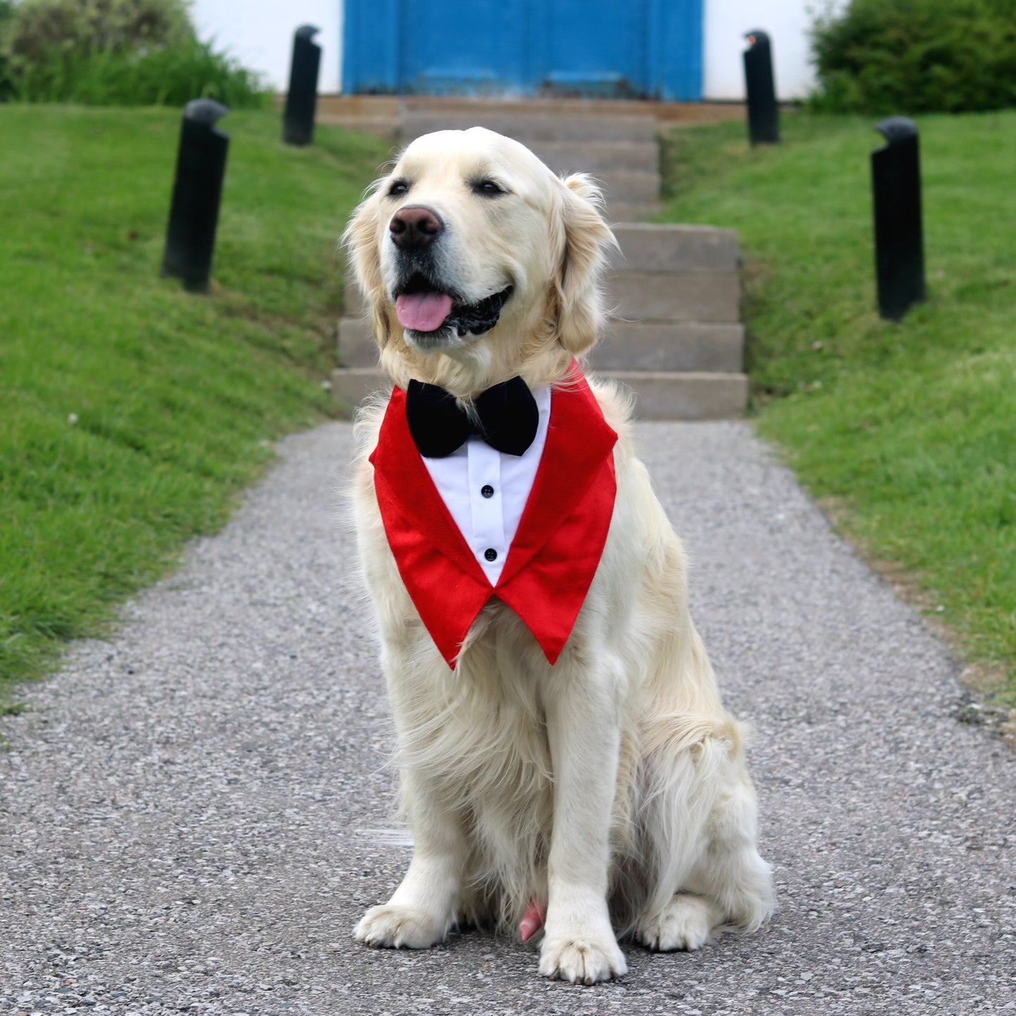 Valentino Red Dog Tuxedo Bandana